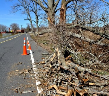 Fallen tree branch on the road