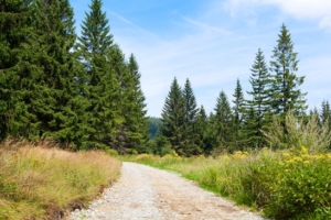Landscape with trail and firs